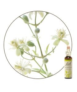 Clematis (n°9), 20 ml